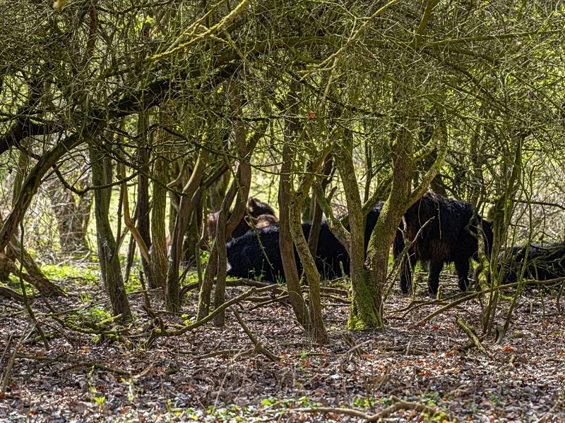Naturschutzgebiet Höltingbaum – Bild 10