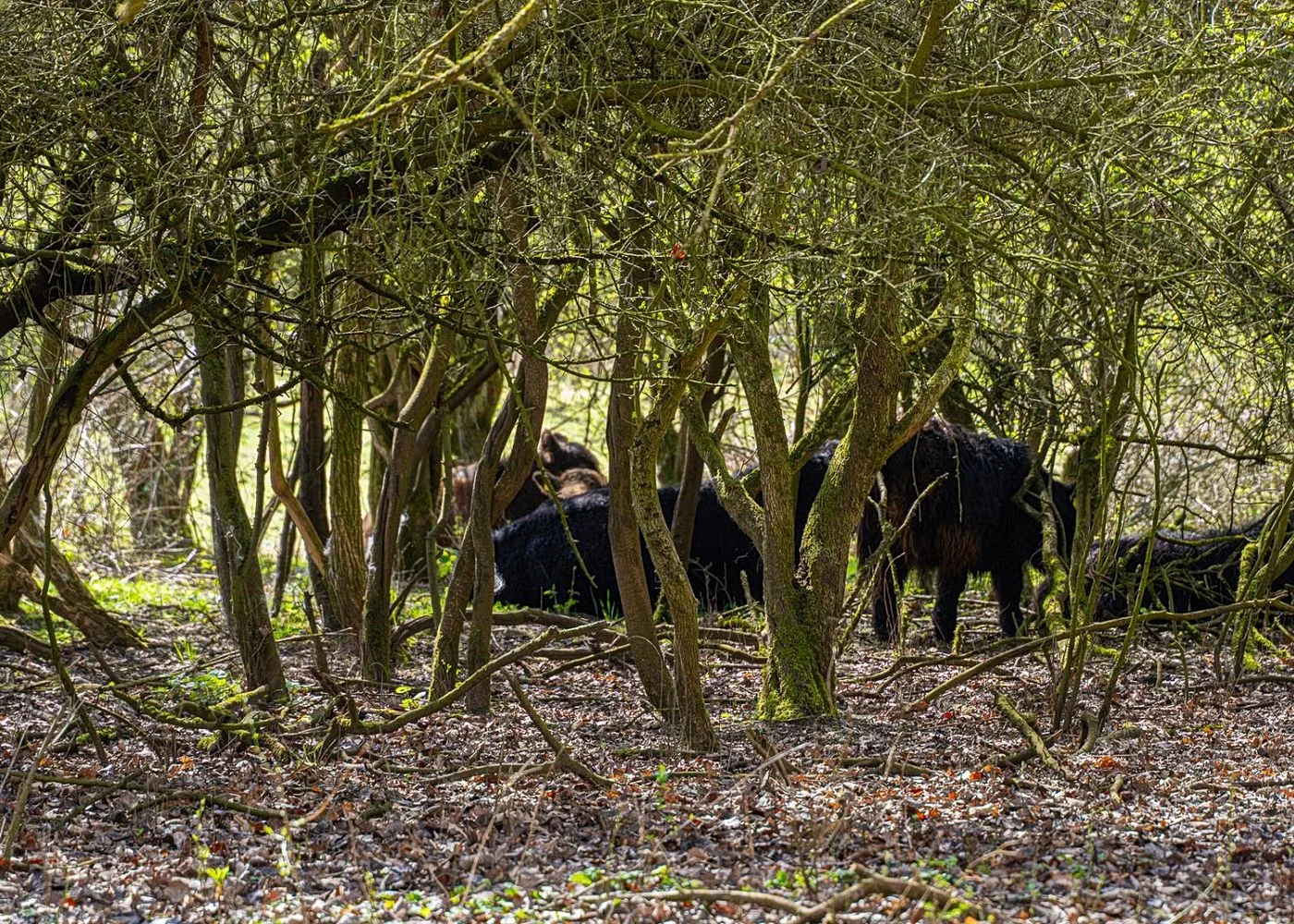 Naturschutzgebiet Höltingbaum – Foto 10