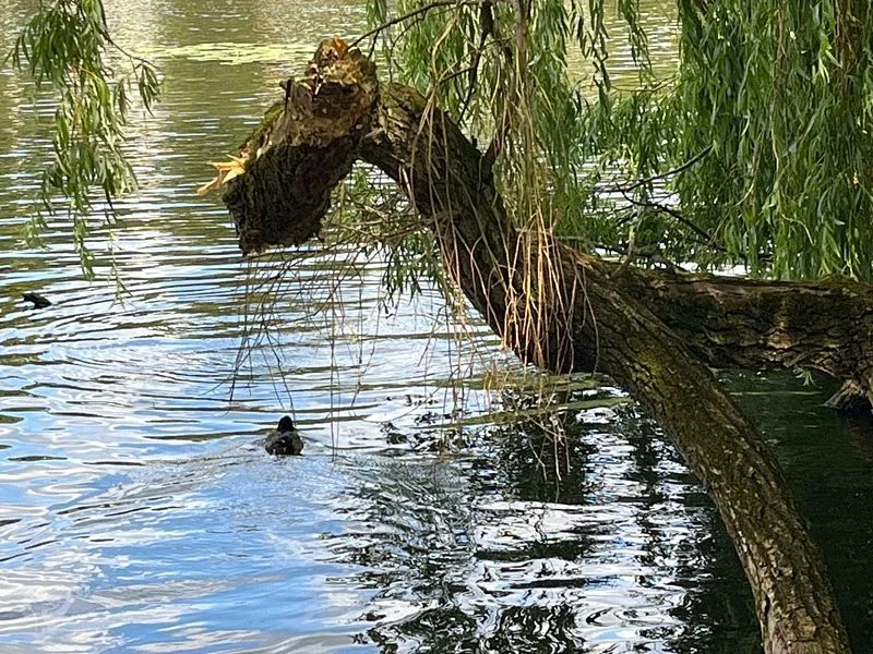 Eichenpark - Enten gucken – Bild 10