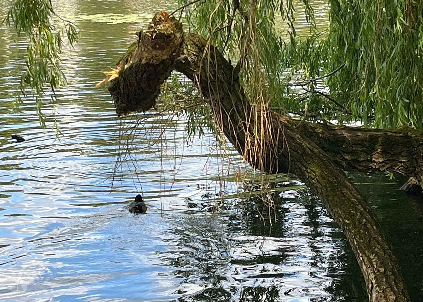 Eichenpark - Enten gucken – Foto 9