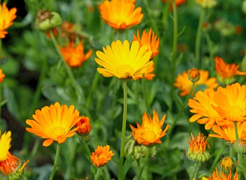 Heimatgarten - Kräuter entdecken – Foto 6