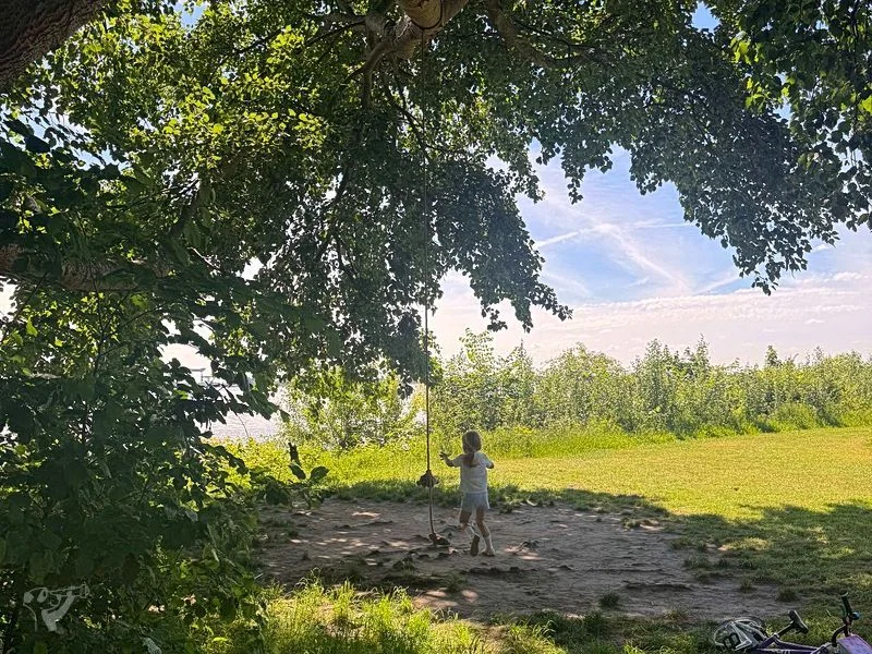 Baumschaukeln an der Elbe – Bild 5