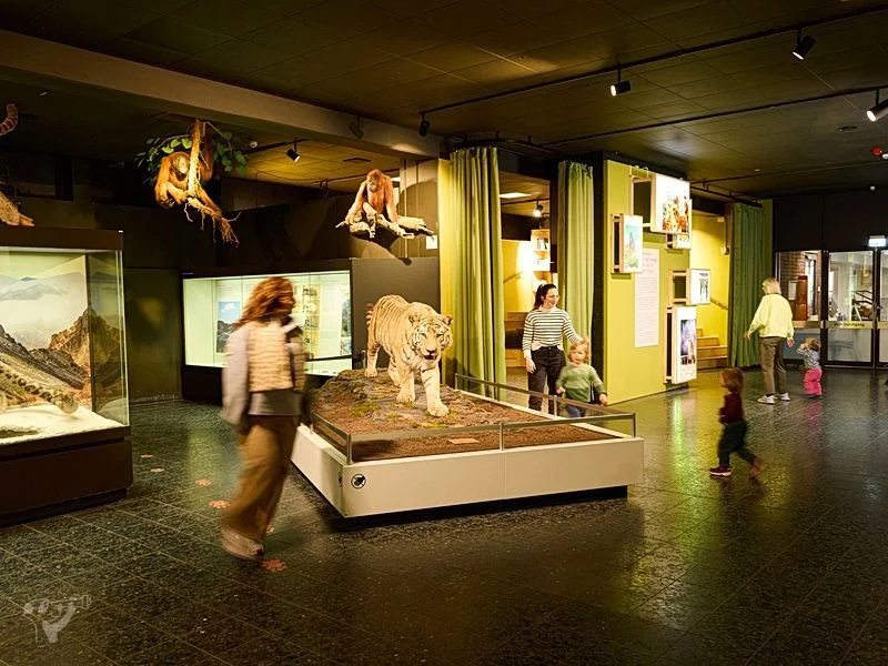 Museum der Natur · Zoologische Ausstellung – Bild 5