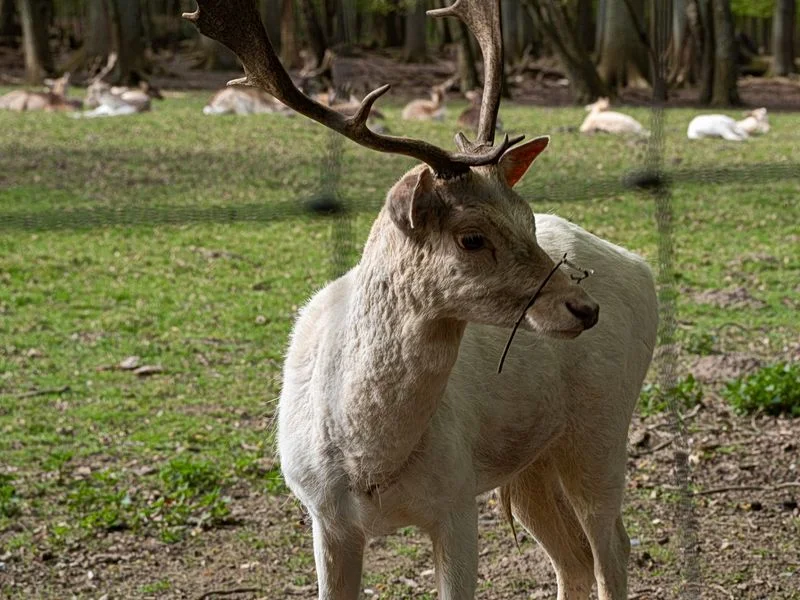 Niendorfer Gehege Lehrpfad – Bild 8