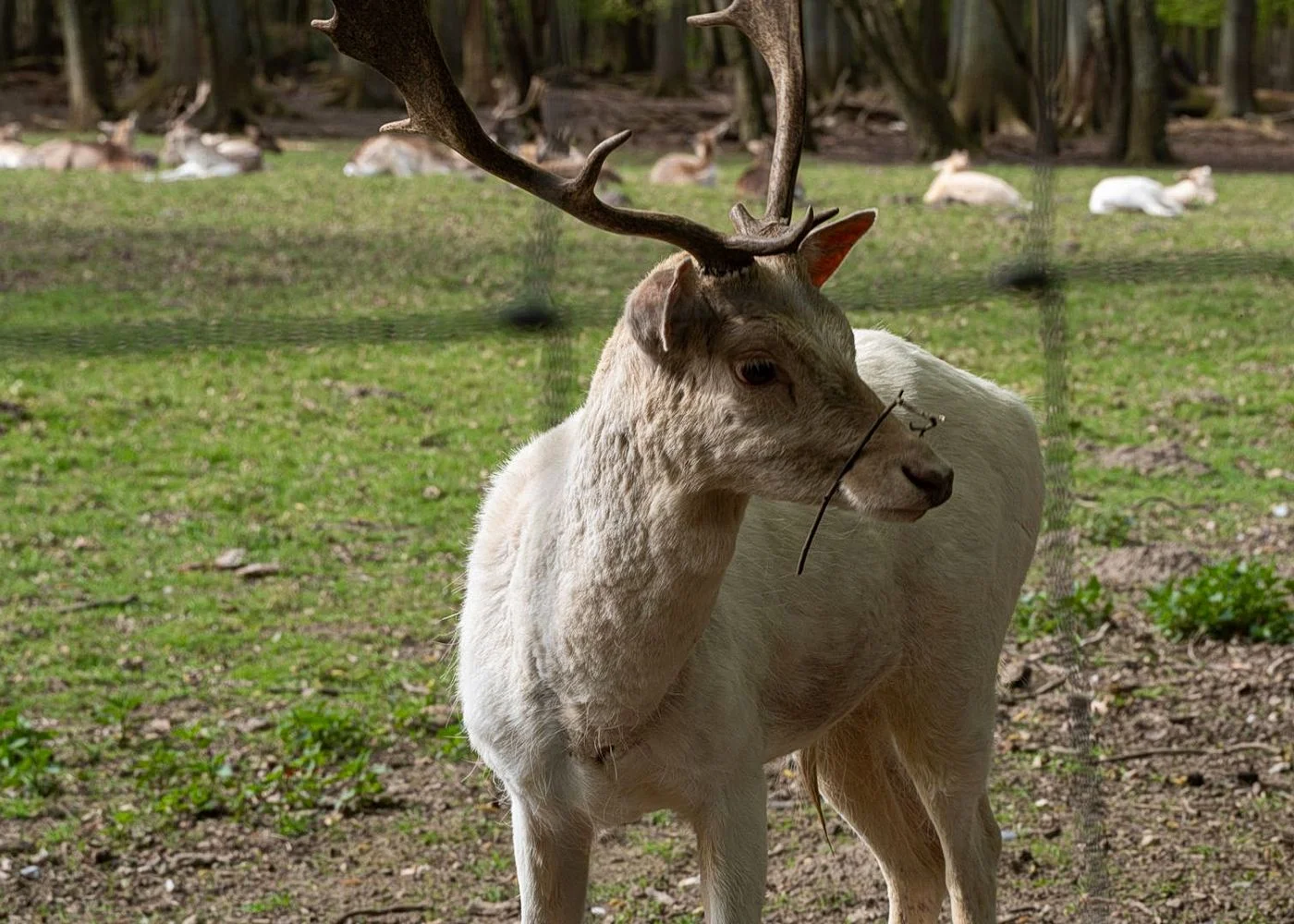 Niendorfer Gehege Lehrpfad – Foto 8
