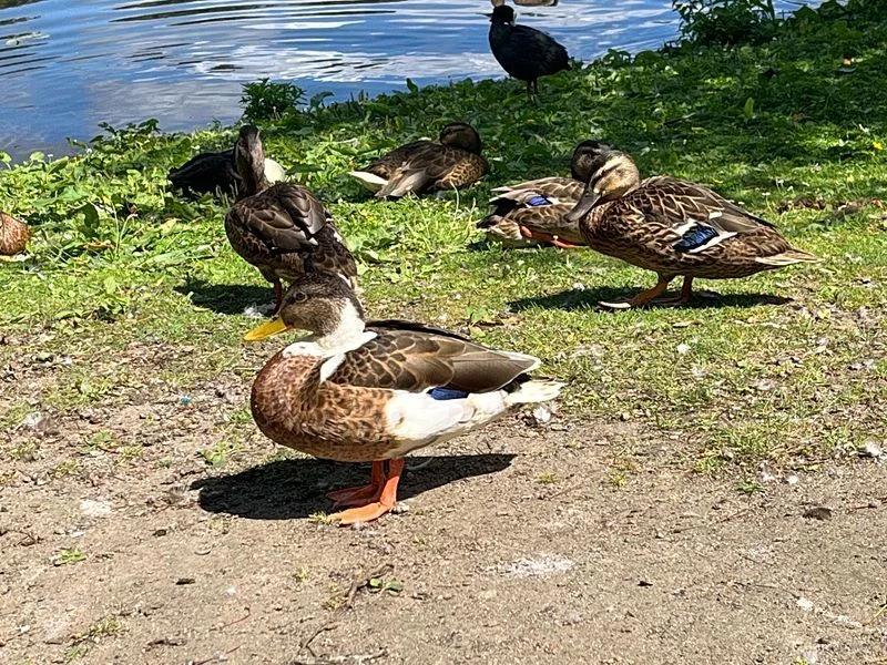 Eichenpark - Enten gucken – Bild 8