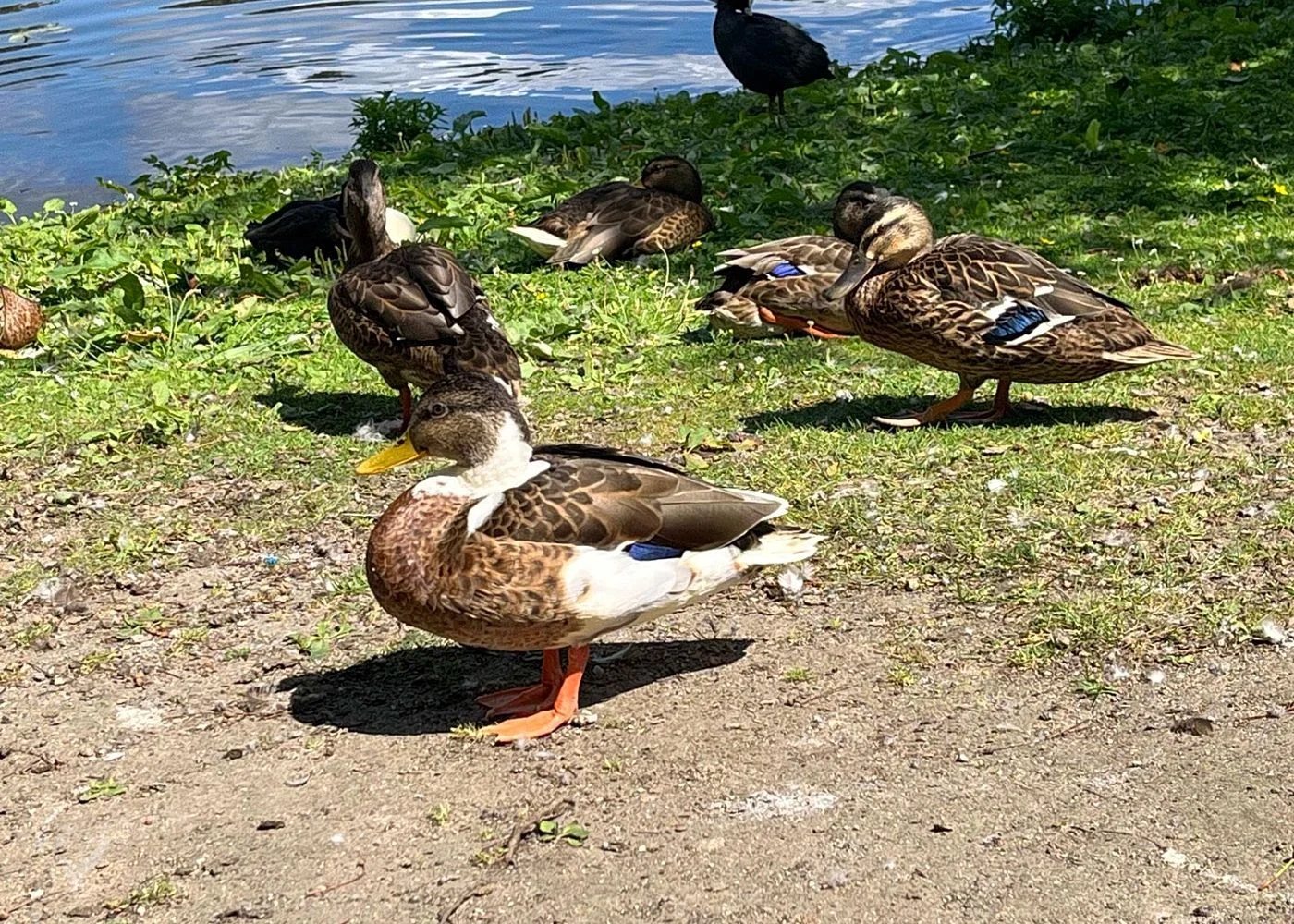 Eichenpark - Enten gucken – Foto 7