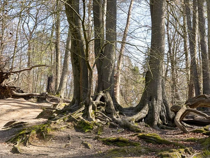 Drachenschlucht Wellingsbüttel – Bild 8