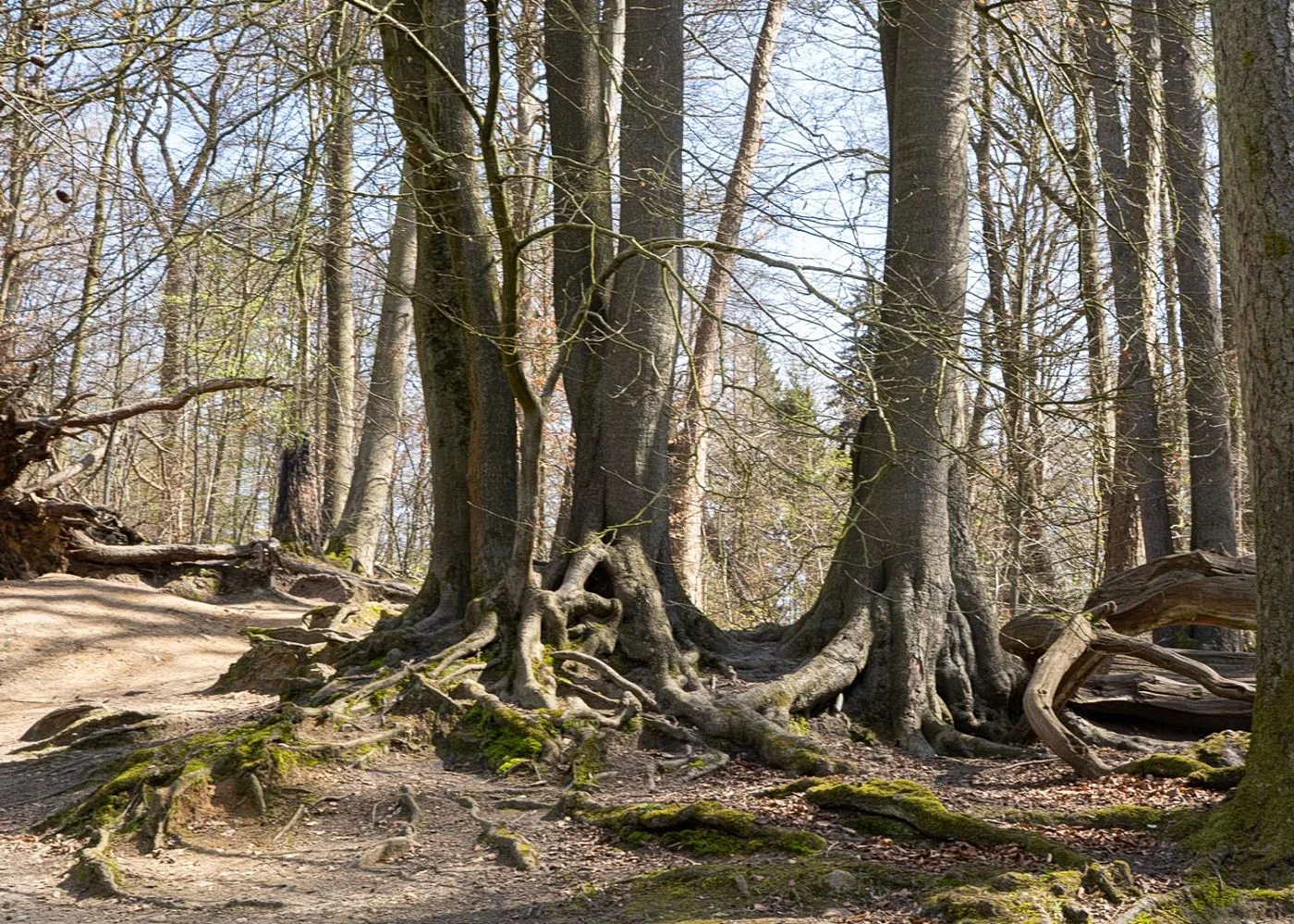 Drachenschlucht Wellingsbüttel – Foto 8