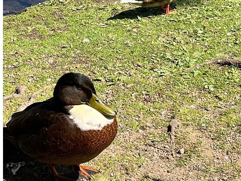 Eichenpark - Enten gucken – Bild 7