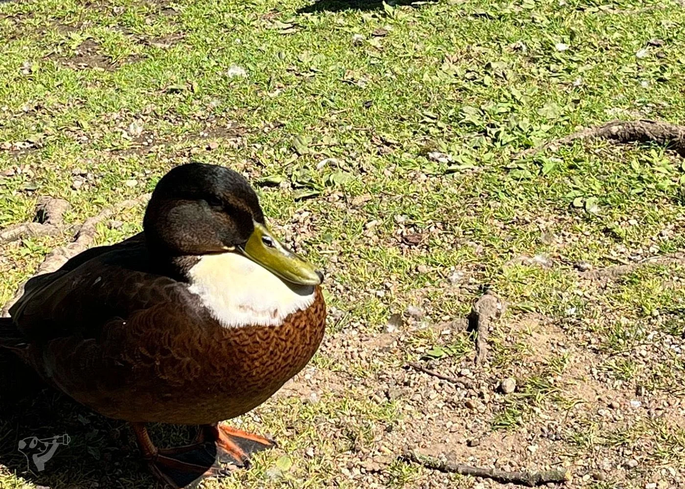 Eichenpark - Enten gucken – Foto 6