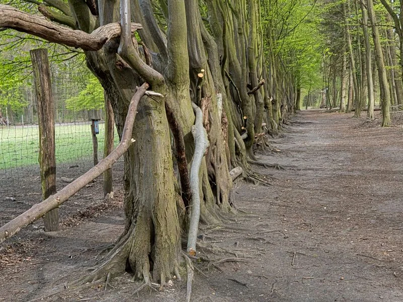 Niendorfer Gehege Lehrpfad – Bild 4