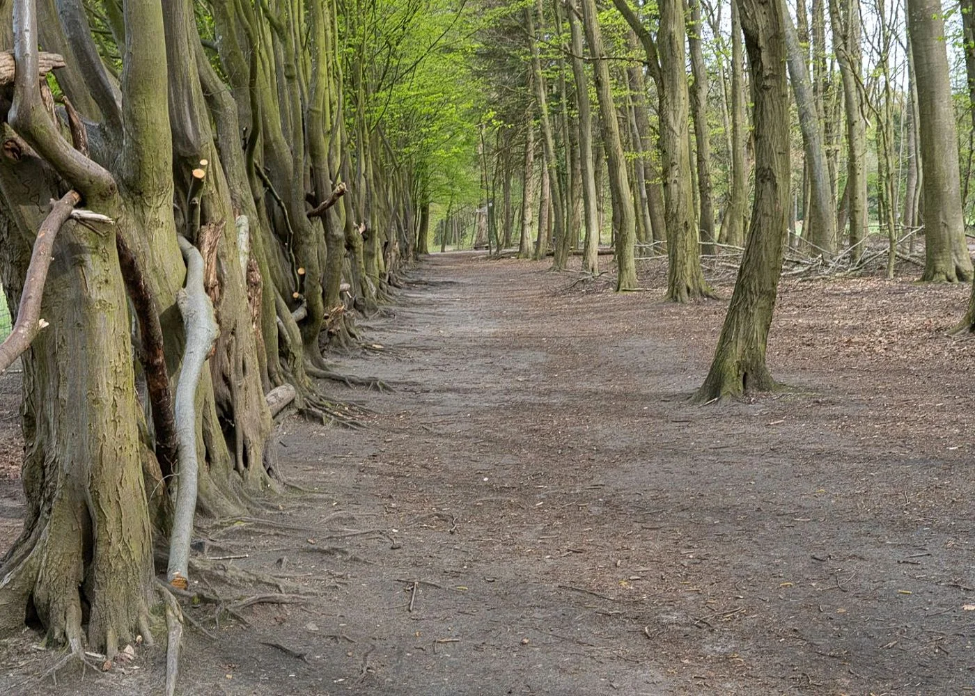 Niendorfer Gehege Lehrpfad – Foto 4