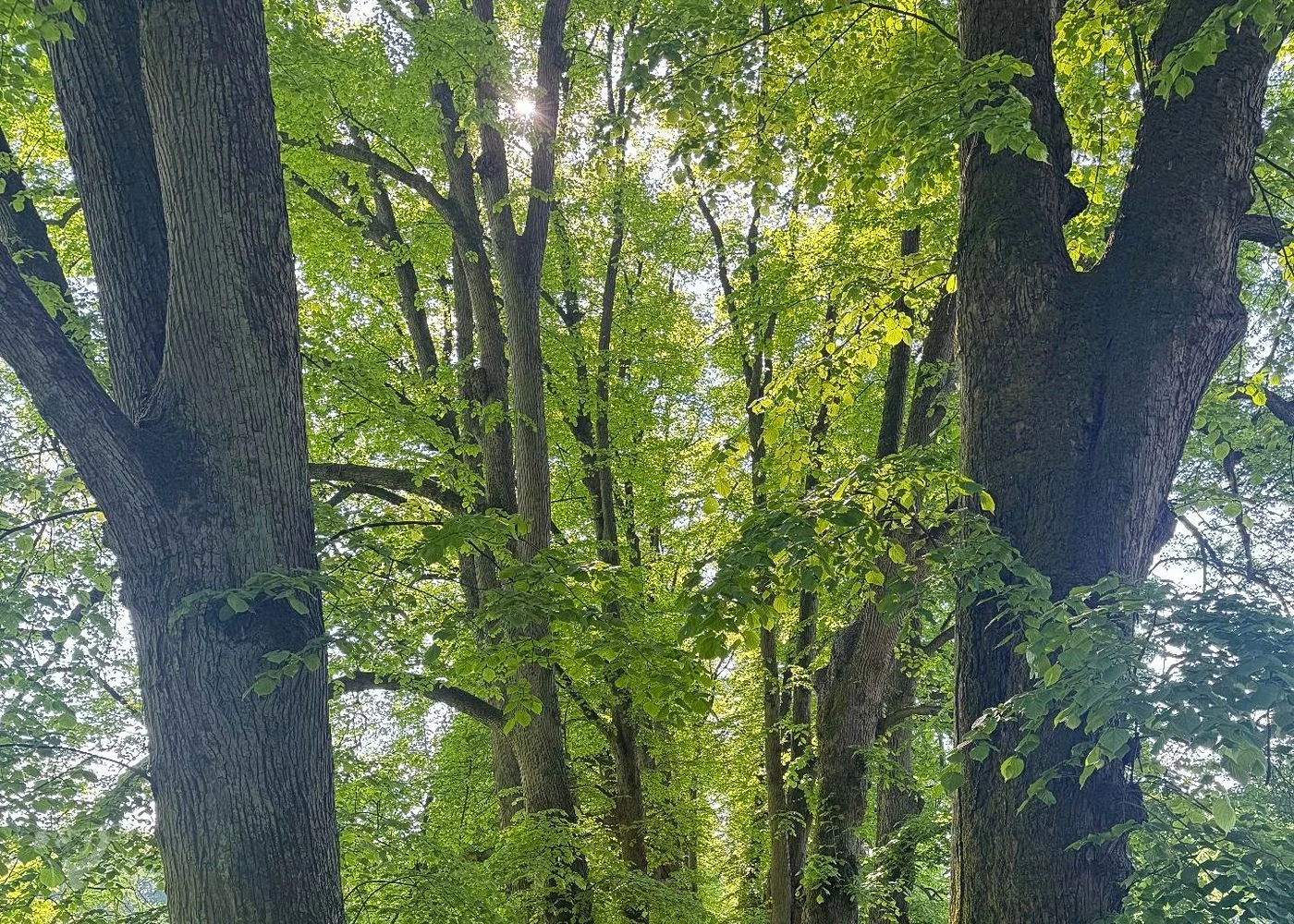 Hirschpark und Spielplatz – Foto 13