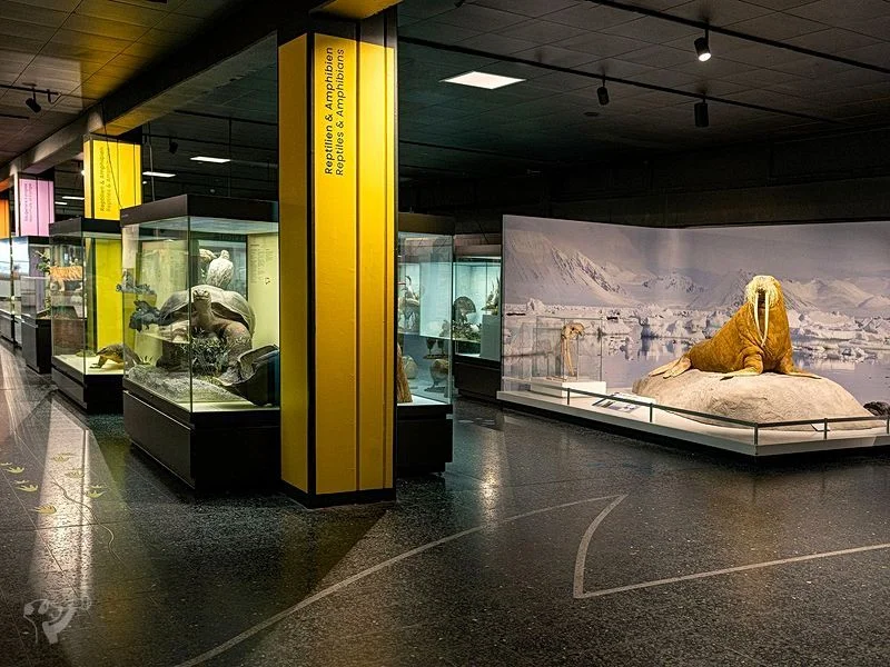 Museum der Natur · Zoologische Ausstellung – Bild 14