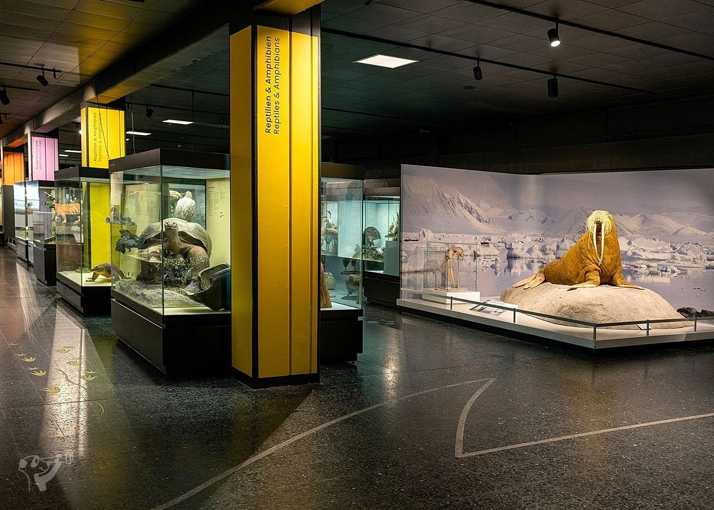 Museum der Natur · Zoologische Ausstellung – Foto 14