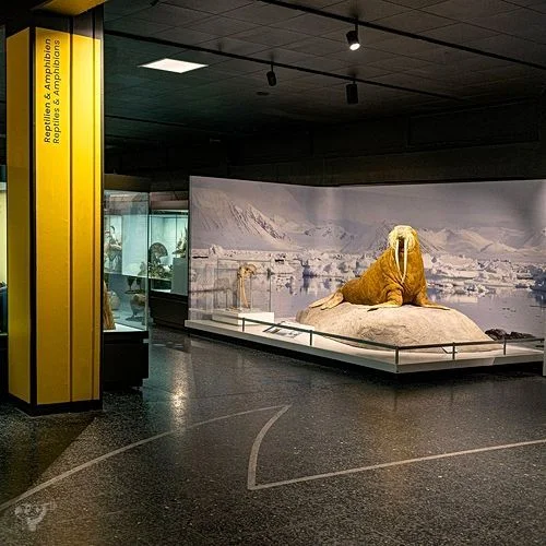 Museum der Natur · Zoologische Ausstellung