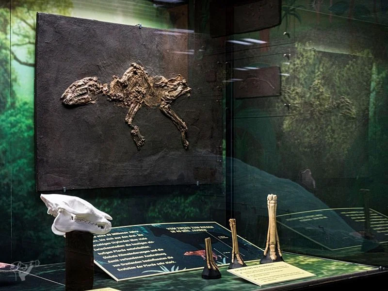 Museum der Natur · Geologische Ausstellung – Bild 7