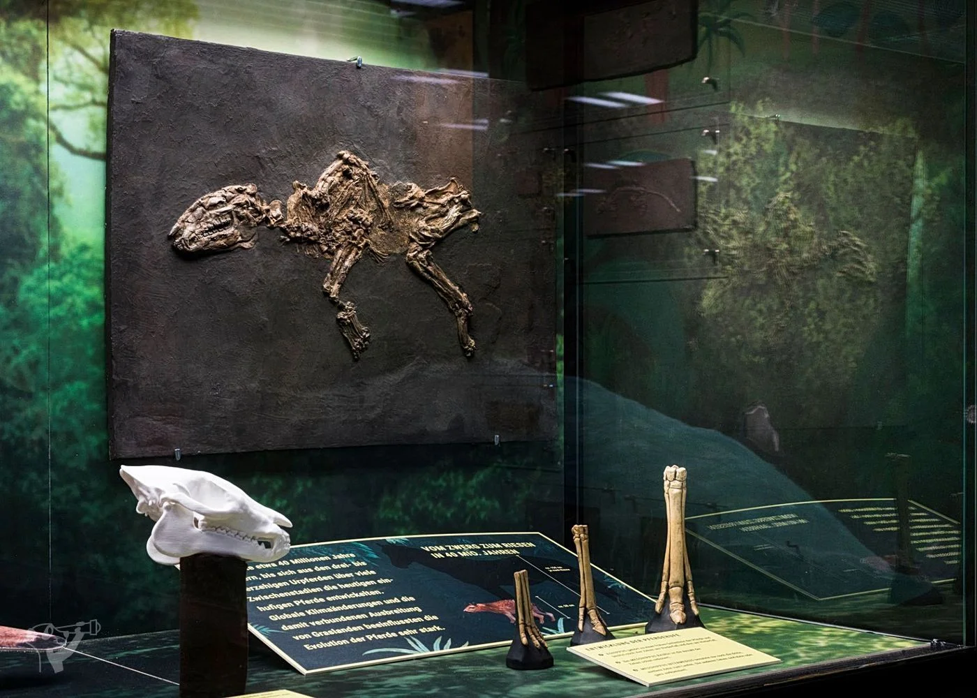 Museum der Natur · Geologische Ausstellung – Foto 6