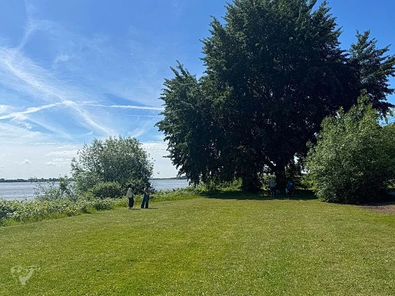Baumschaukeln an der Elbe – Bild 9