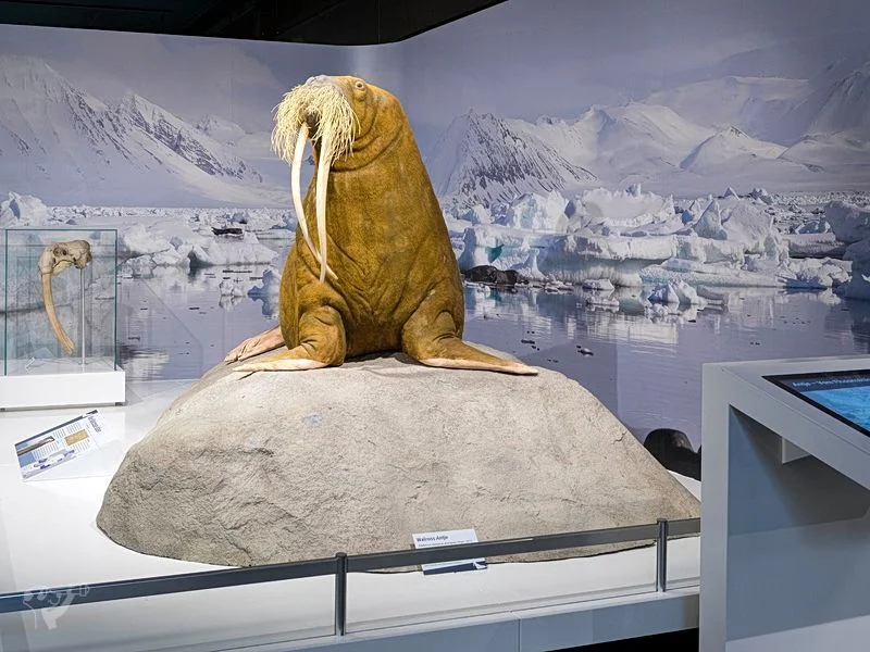 Museum der Natur · Zoologische Ausstellung – Bild 7