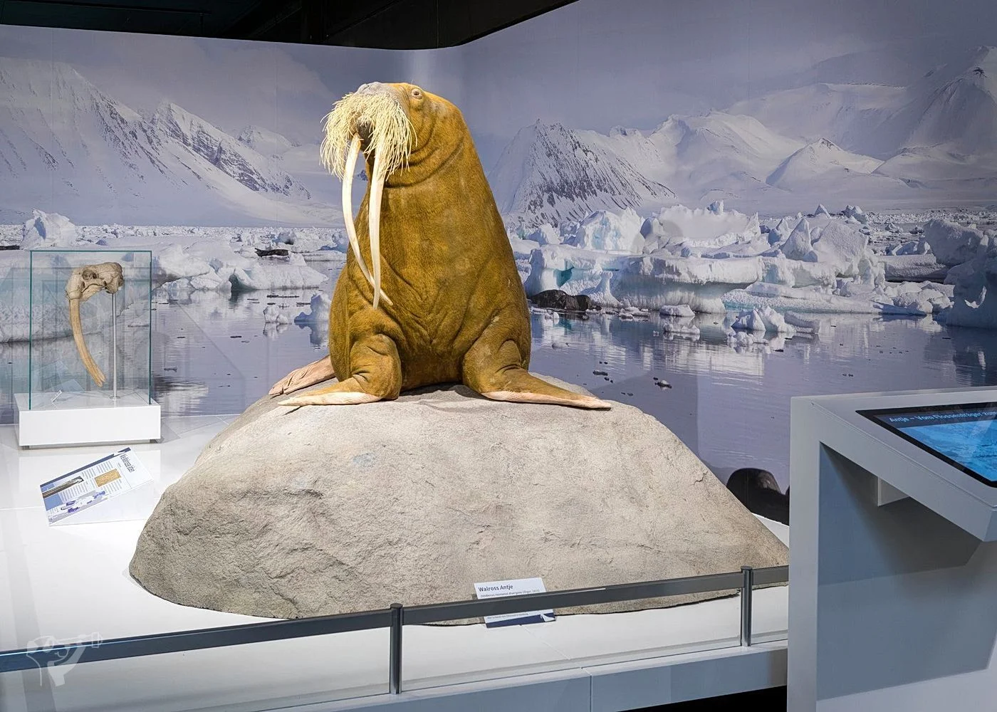 Museum der Natur · Zoologische Ausstellung – Foto 7
