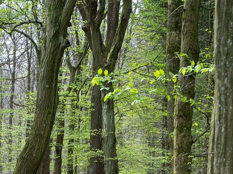 Niendorfer Gehege Lehrpfad – Bild 12