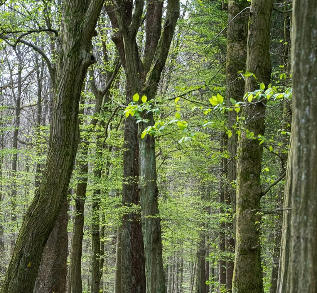 Niendorfer Gehege Lehrpfad – Foto 12