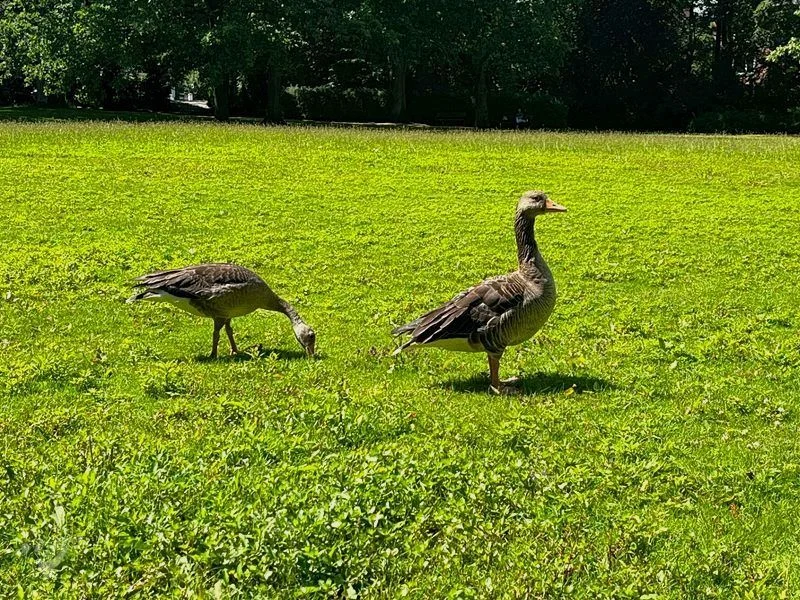 Eichenpark - Enten gucken