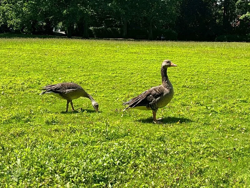 Eichenpark - Enten gucken – Bild 2