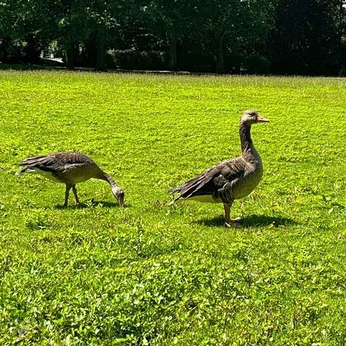 Eichenpark - Enten gucken