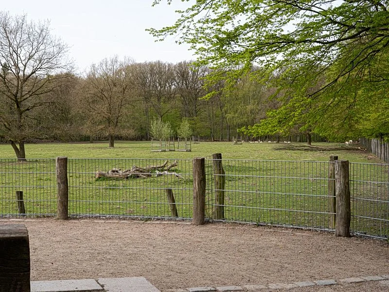 Niendorfer Gehege Lehrpfad – Bild 6