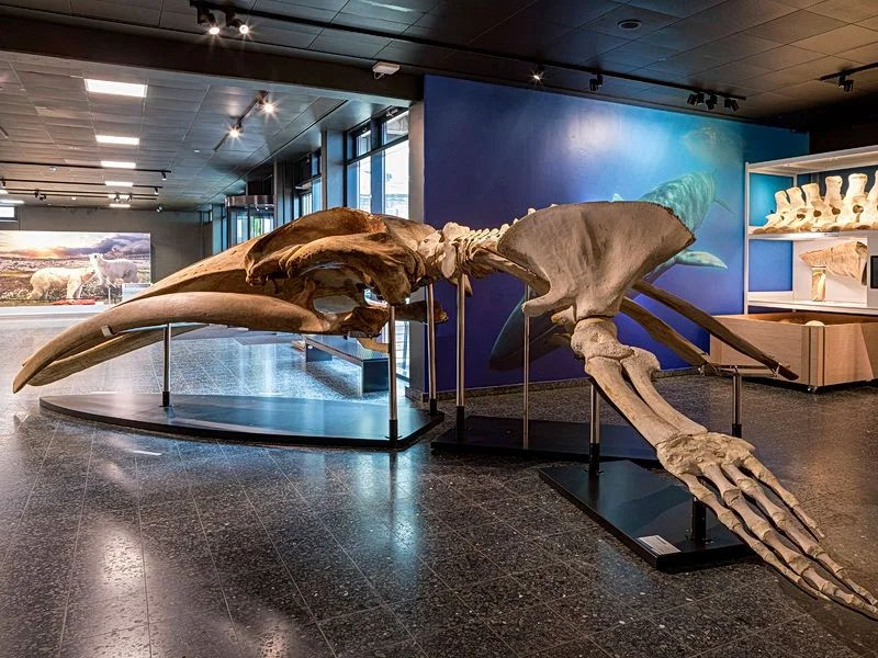 Museum der Natur · Zoologische Ausstellung – Bild 2