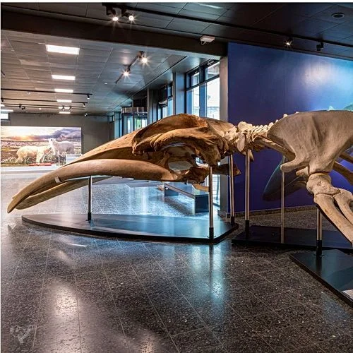 Museum der Natur · Zoologische Ausstellung