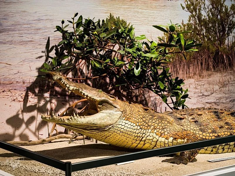 Museum der Natur · Zoologische Ausstellung – Bild 11