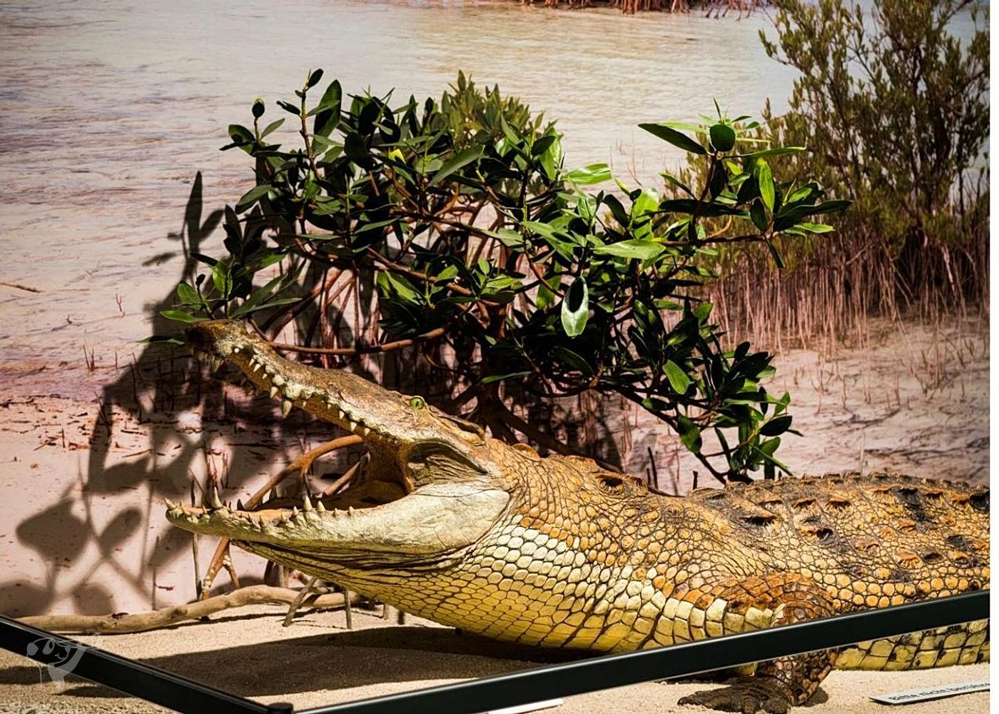 Museum der Natur · Zoologische Ausstellung – Foto 11