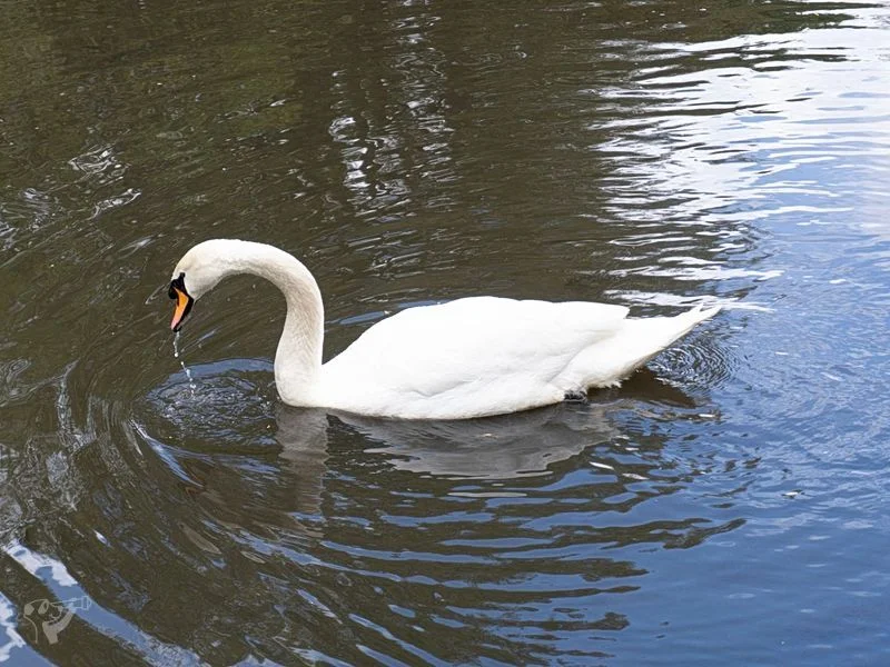 Eppendorfer Mühlenteich – Bild 2