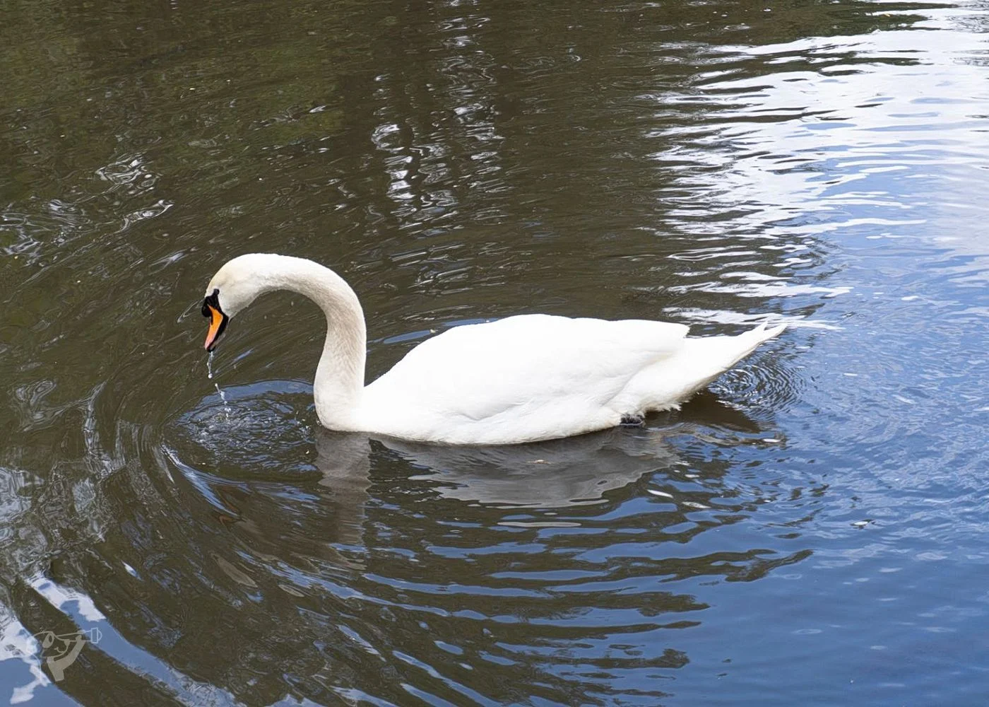 Eppendorfer Mühlenteich – Foto 1