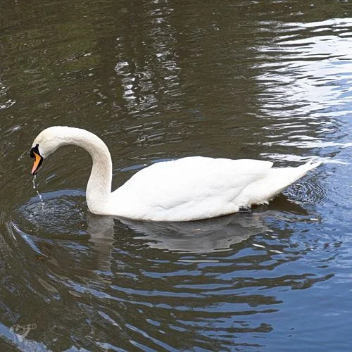 Eppendorfer Mühlenteich
