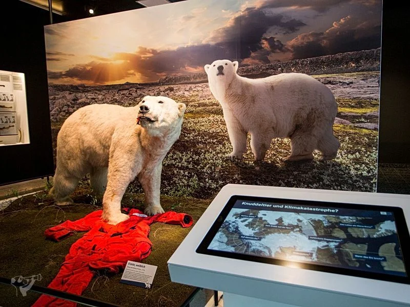 Museum der Natur · Zoologische Ausstellung – Bild 8