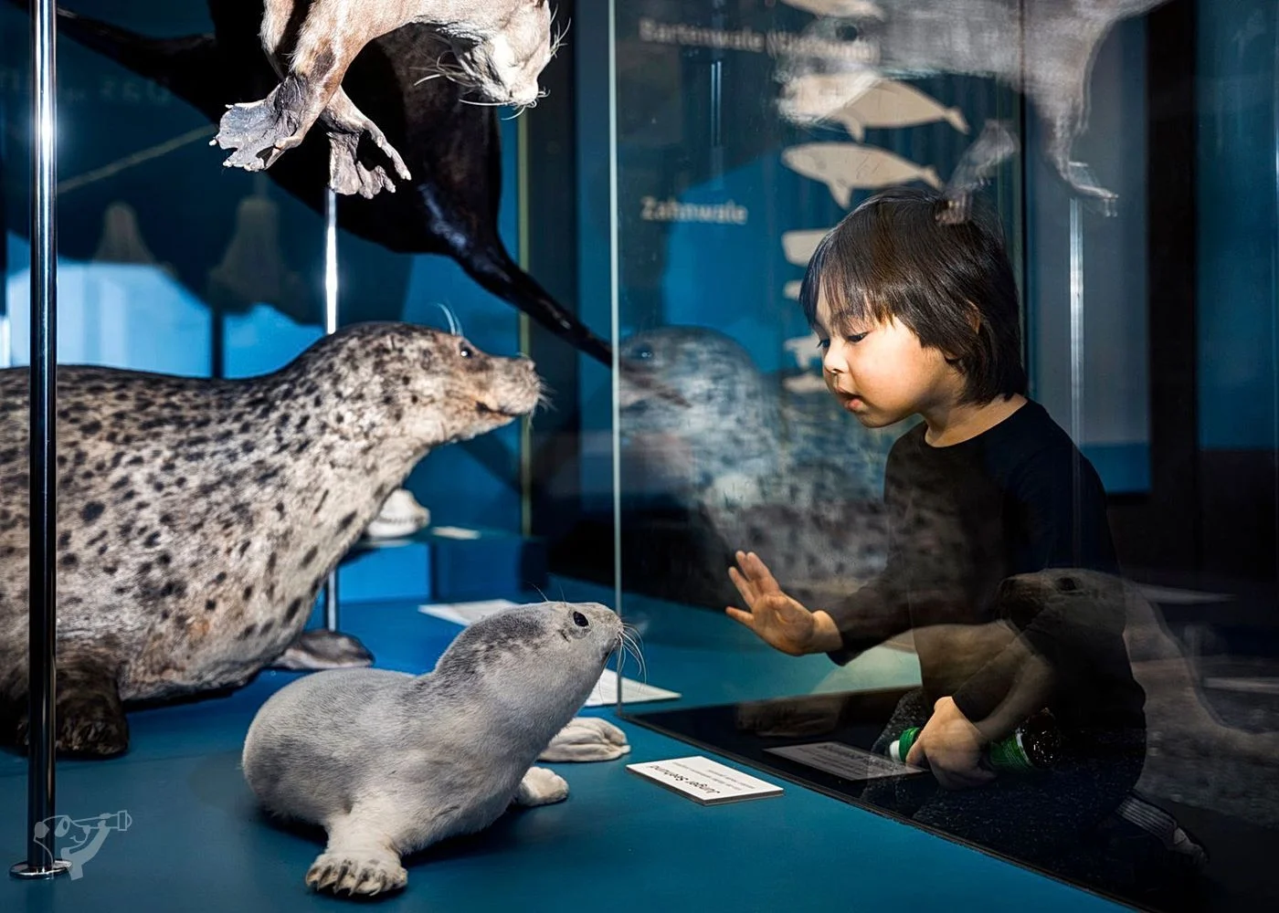 Museum der Natur · Zoologische Ausstellung – Foto 1