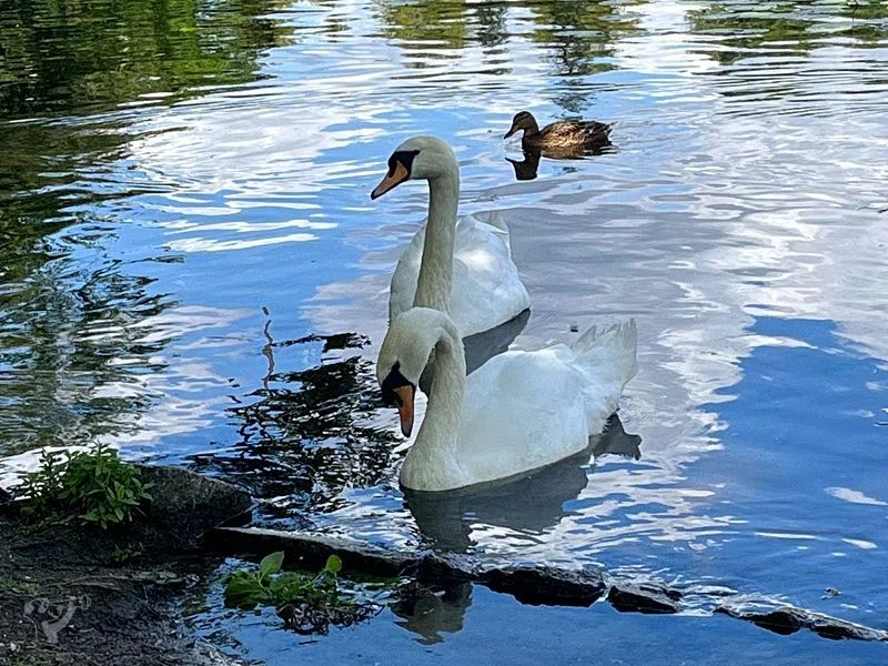Eichenpark - Enten gucken – Bild 9