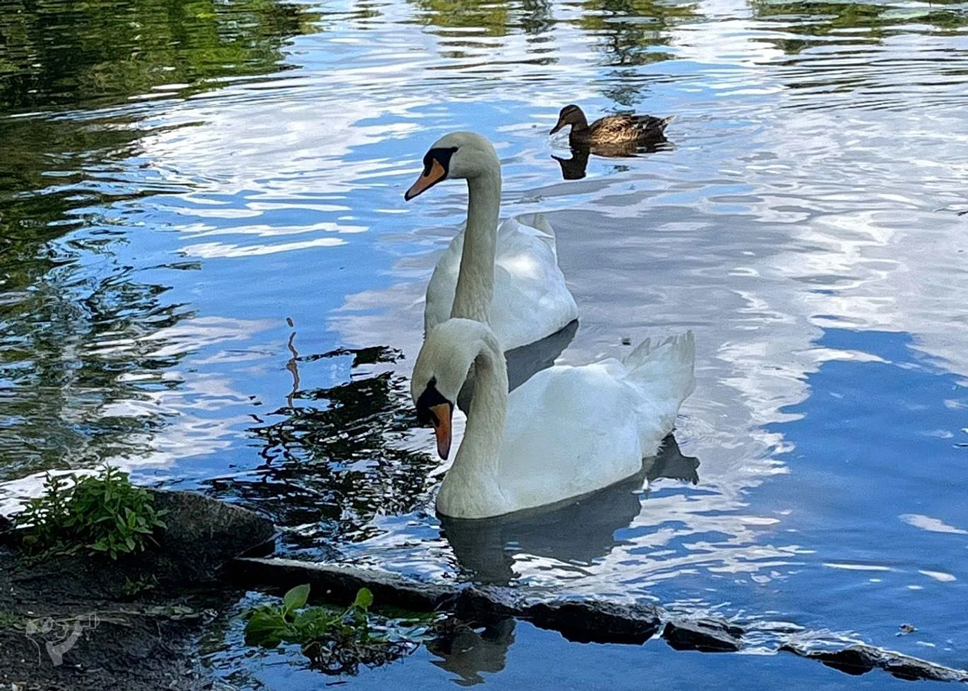 Eichenpark - Enten gucken – Foto 8