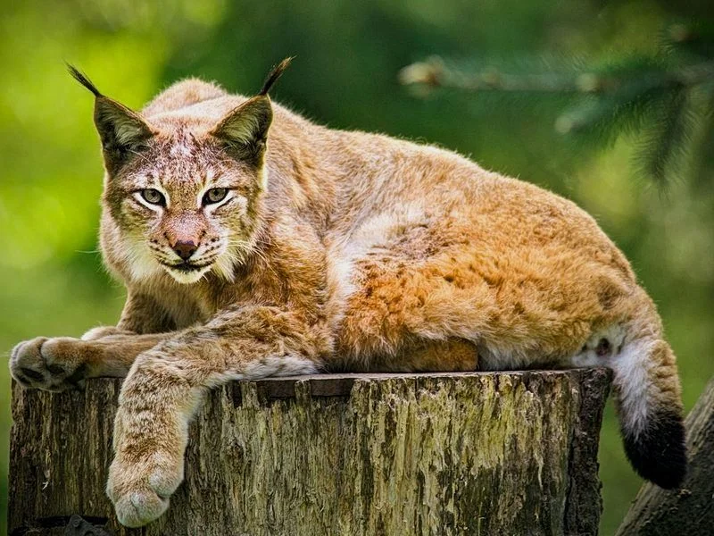 Wildpark Schwarze Berge