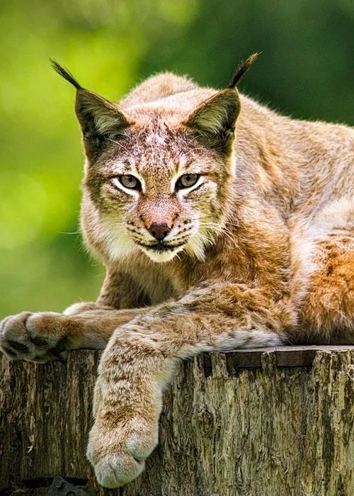 Wildpark Schwarze Berge