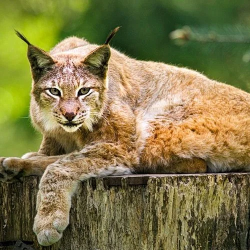 Wildpark Schwarze Berge