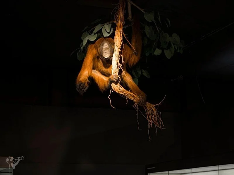Museum der Natur · Zoologische Ausstellung – Bild 12