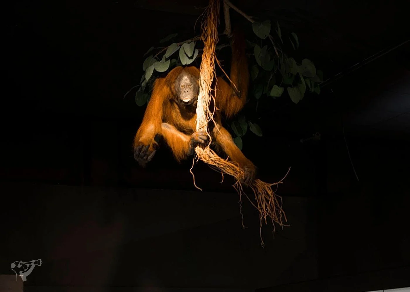 Museum der Natur · Zoologische Ausstellung – Foto 12