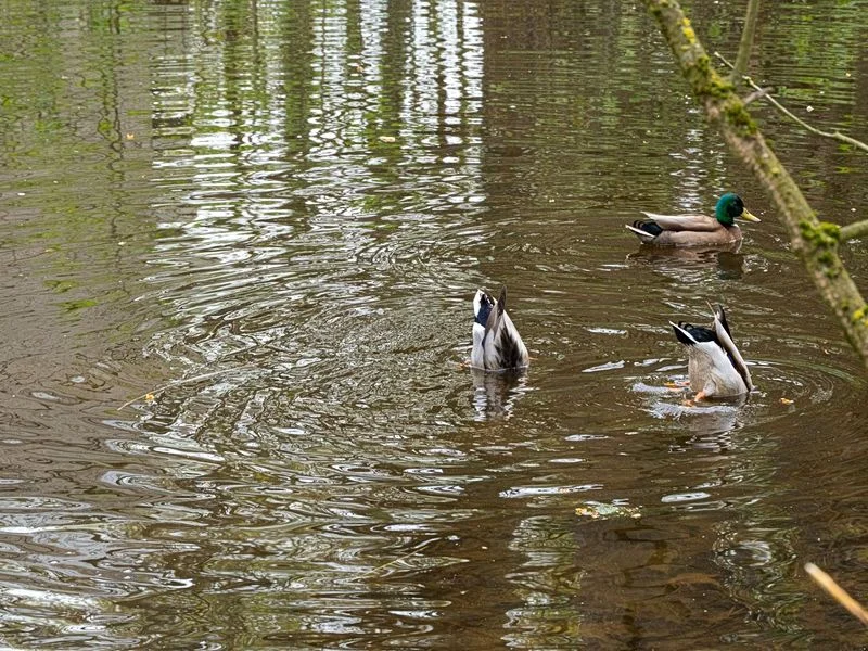 Niendorfer Gehege Lehrpfad – Bild 13