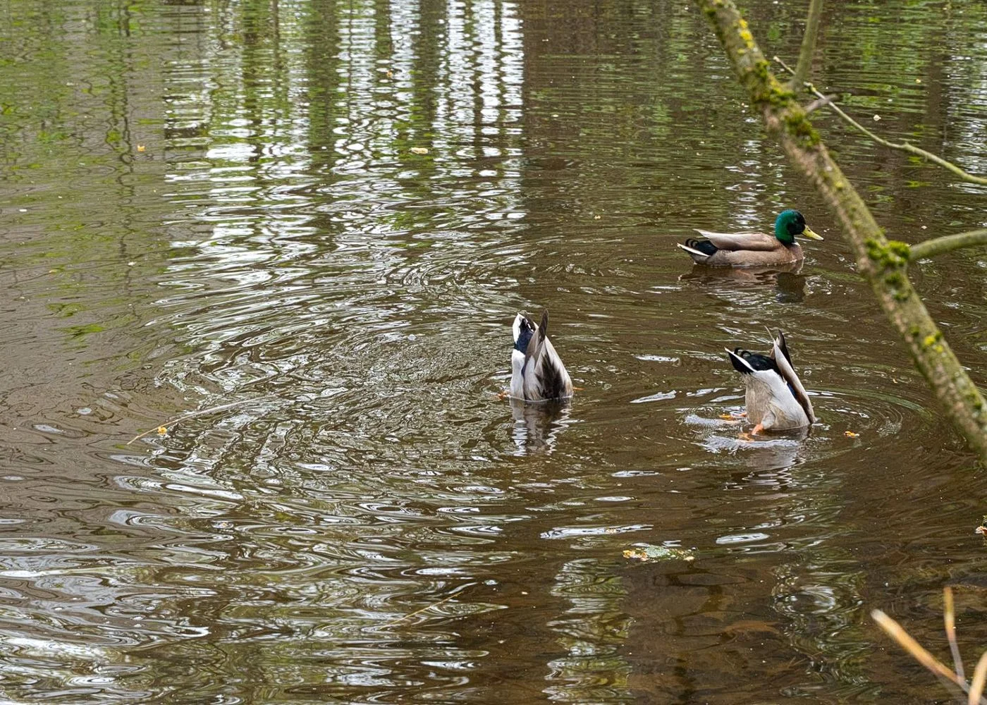 Niendorfer Gehege Lehrpfad – Foto 13